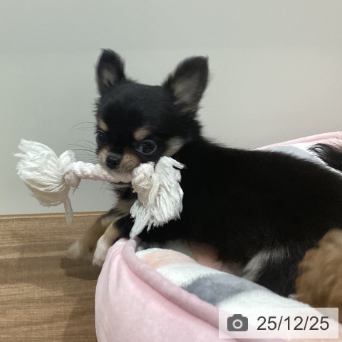 鳥取県のチワワ(ロング) (ペッツワン 日吉津店/2025年10月23日生まれ/男の子/ブラッククリーム)の子犬の3枚目の画像