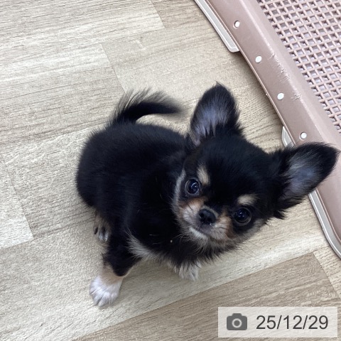 愛媛県のチワワ(ロング) (ペットプラス 新居浜店/2025年10月23日生まれ/男の子/ブラッククリーム)の子犬の4枚目の画像