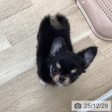 愛媛県のチワワ(ロング) (ペットプラス 新居浜店/2025年10月23日生まれ/男の子/ブラッククリーム)の子犬の3枚目の画像