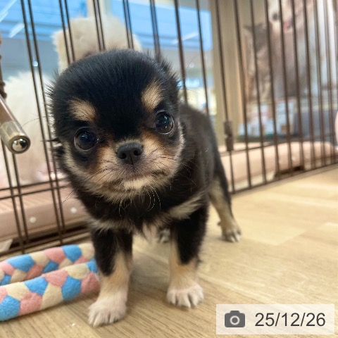 愛媛県のチワワ(ロング) (ペットプラス 新居浜店/2025年10月23日生まれ/男の子/ブラッククリーム)の子犬の4枚目の画像