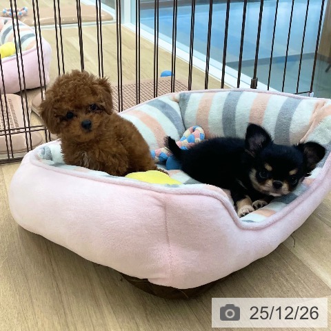 愛媛県のチワワ(ロング) (ペットプラス 新居浜店/2025年10月23日生まれ/男の子/ブラッククリーム)の子犬の3枚目の画像