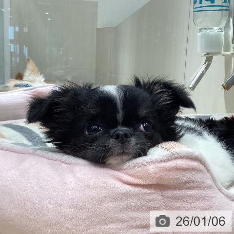 徳島県のチワワ(ロング) (ペットプラス 徳島店/2025年10月20日生まれ/女の子/ホワイトブラック)の子犬の4枚目の画像