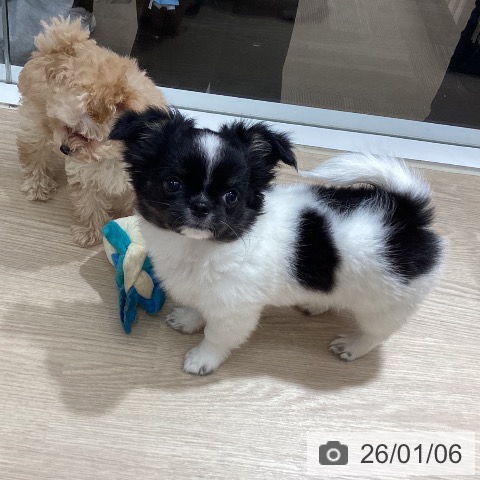 徳島県のチワワ(ロング) (ペットプラス 徳島店/2025年10月20日生まれ/女の子/ホワイトブラック)の子犬の3枚目の画像