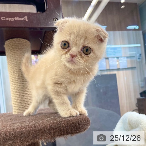 愛媛県のスコティッシュフォールド (ペットプラス 新居浜店/2025年10月24日生まれ/男の子/クリームタビー)の子猫の4枚目の画像