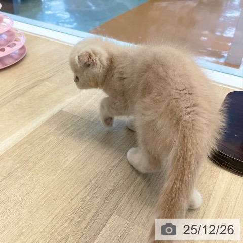愛媛県のスコティッシュフォールド (ペットプラス 新居浜店/2025年10月24日生まれ/男の子/クリームタビー)の子猫の3枚目の画像