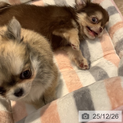 岡山県のチワワ(ロング) (ペットプラス 岡山店/2025年10月24日生まれ/男の子/フォーン)の子犬の4枚目の画像