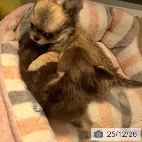 岡山県のチワワ(ロング) (ペットプラス 岡山店/2025年10月24日生まれ/男の子/フォーン)の子犬の3枚目の画像