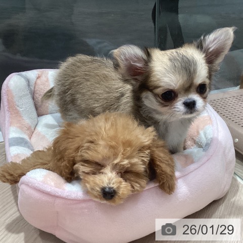 岡山県のチワワ(ロング) (ペットプラス 岡山店/2025年10月24日生まれ/男の子/フォーン)の子犬の3枚目の画像