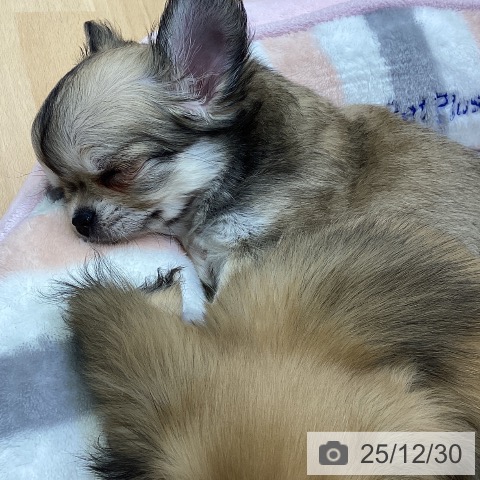 香川県のチワワ(ロング) (ペットプラス 綾川店/2025年10月24日生まれ/女の子/フォーン)の子犬の4枚目の画像