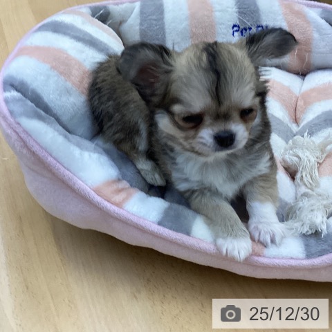 香川県のチワワ(ロング) (ペットプラス 綾川店/2025年10月24日生まれ/女の子/フォーン)の子犬の3枚目の画像