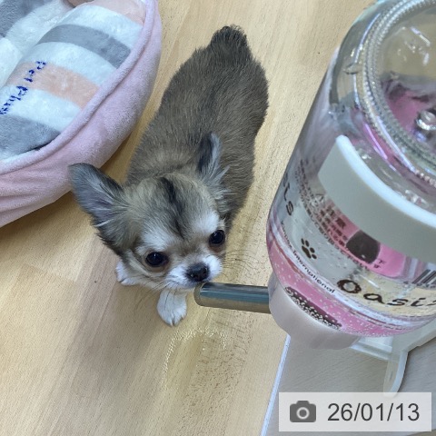 香川県のチワワ(ロング) (ペットプラス 綾川店/2025年10月24日生まれ/女の子/フォーン)の子犬の4枚目の画像