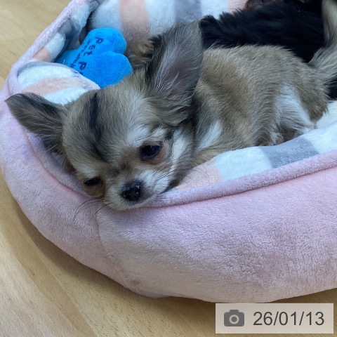 香川県のチワワ(ロング) (ペットプラス 綾川店/2025年10月24日生まれ/女の子/フォーン)の子犬の3枚目の画像