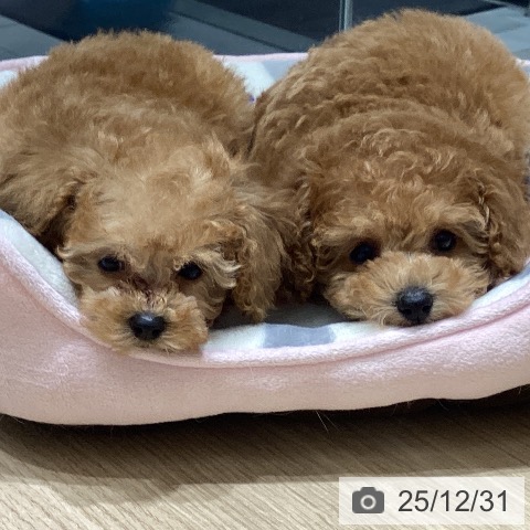 長野県のトイプードル(トイ) (ペットプラス 須坂店/2025年10月24日生まれ/男の子/レッド)の子犬の4枚目の画像