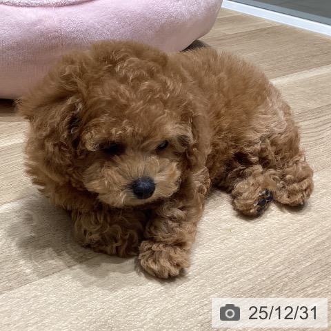 長野県のトイプードル(トイ) (ペットプラス 須坂店/2025年10月24日生まれ/男の子/レッド)の子犬の3枚目の画像