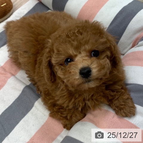 千葉県のトイプードル(トイ) (ペットプラス 幕張新都心店/2025年10月24日生まれ/女の子/レッド)の子犬の3枚目の画像