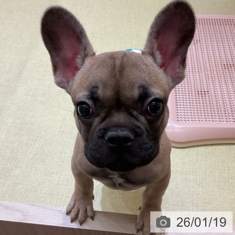福島県のフレンチブルドッグ (ペットプラス イオンタウン郡山店/2025年10月24日生まれ/男の子/フォーン)の子犬の4枚目の画像