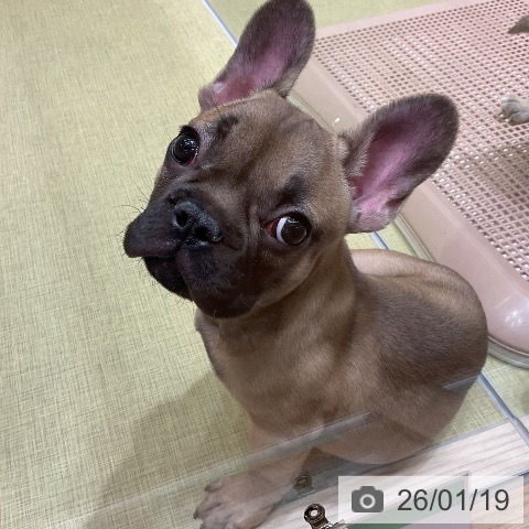 福島県のフレンチブルドッグ (ペットプラス イオンタウン郡山店/2025年10月24日生まれ/男の子/フォーン)の子犬の3枚目の画像