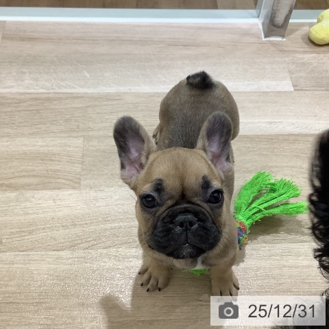 長野県のフレンチブルドッグ (ペットプラス 長野店/2025年10月24日生まれ/女の子/フォーン)の子犬の3枚目の画像