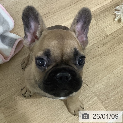 長野県のフレンチブルドッグ (ペットプラス 長野店/2025年10月24日生まれ/女の子/フォーン)の子犬の3枚目の画像