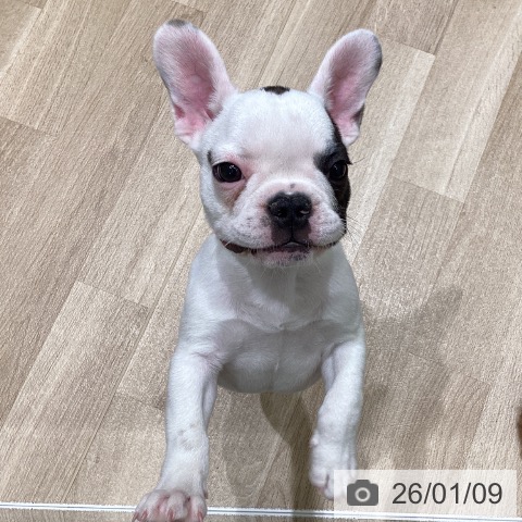 岩手県のフレンチブルドッグ (ペットプラス 盛岡南店/2025年10月24日生まれ/女の子/パイド)の子犬の4枚目の画像