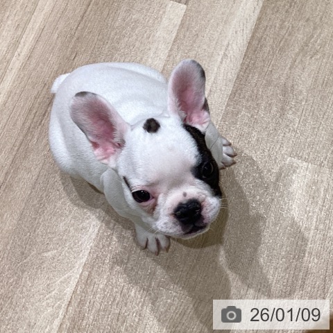 岩手県のフレンチブルドッグ (ペットプラス 盛岡南店/2025年10月24日生まれ/女の子/パイド)の子犬の3枚目の画像