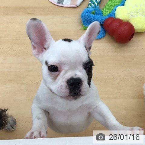 青森県のフレンチブルドッグ (ペットプラス 青森浜田店/2025年10月24日生まれ/女の子/パイド)の子犬の4枚目の画像