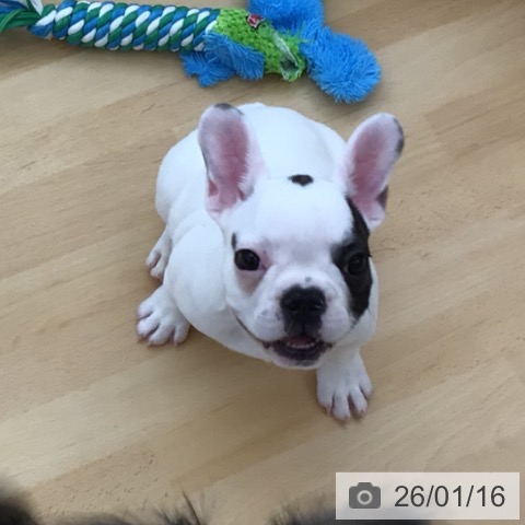 青森県のフレンチブルドッグ (ペットプラス 青森浜田店/2025年10月24日生まれ/女の子/パイド)の子犬の3枚目の画像