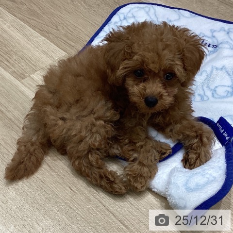 岩手県のトイプードル(トイ) (ペットプラス 盛岡南店/2025年10月15日生まれ/男の子/アプリコット)の子犬の3枚目の画像