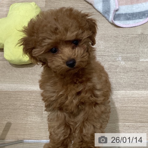 岩手県のトイプードル(トイ) (ペットプラス 盛岡南店/2025年10月15日生まれ/男の子/アプリコット)の子犬の4枚目の画像