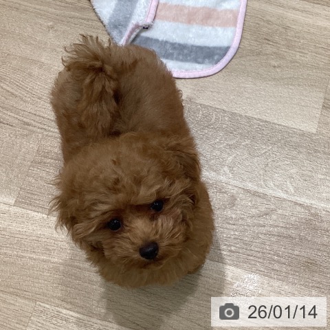 岩手県のトイプードル(トイ) (ペットプラス 盛岡南店/2025年10月15日生まれ/男の子/アプリコット)の子犬の3枚目の画像