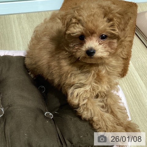 東京都のトイプードル(トイ) (ペットプラス 立川高島屋S.C.店/2025年10月15日生まれ/男の子/アプリコット)の子犬の4枚目の画像