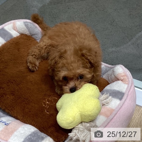 トイ・プードルの写真