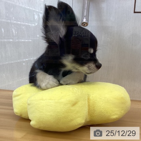 香川県のチワワ(ロング) (ペットプラス 高松店/2025年10月22日生まれ/男の子/ブラッククリーム)の子犬の4枚目の画像