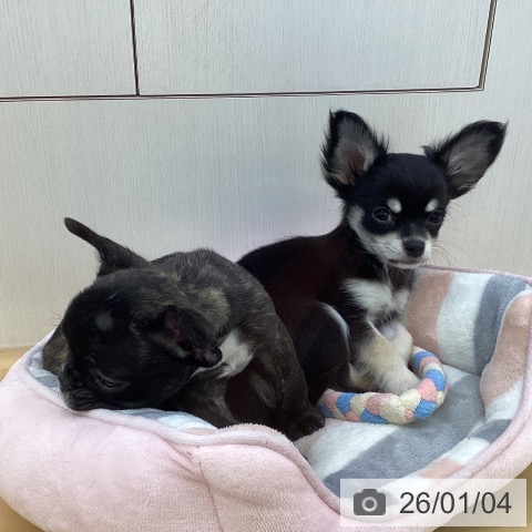 香川県のチワワ(ロング) (ペットプラス 高松店/2025年10月22日生まれ/男の子/ブラッククリーム)の子犬の3枚目の画像