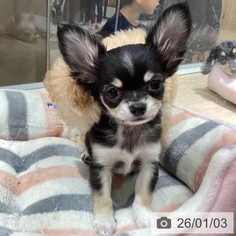 徳島県のチワワ(ロング) (ペットプラス 徳島店/2025年10月22日生まれ/男の子/トライカラー)の子犬の3枚目の画像