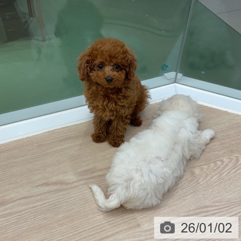 埼玉県のトイプードル(トイ) (ペットプラス 上尾店/2025年10月19日生まれ/女の子/レッド)の子犬の3枚目の画像