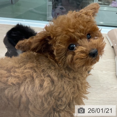 トイ・プードルの写真