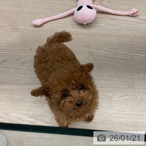 トイ・プードルの写真