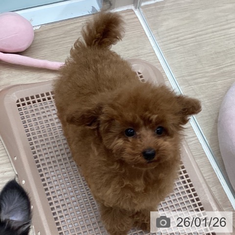 トイ・プードルの写真