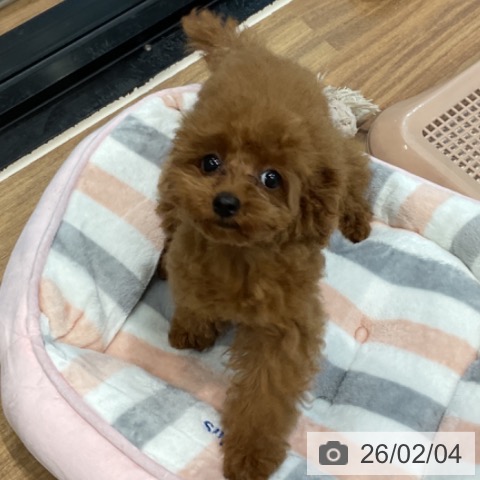 トイ・プードルの写真