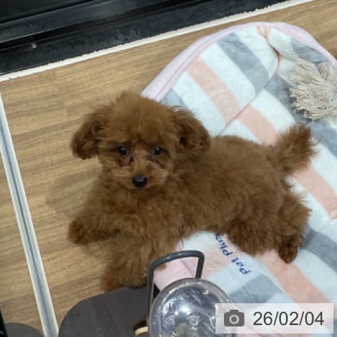 トイ・プードルの写真