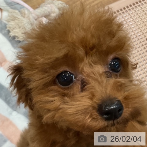 トイ・プードルの写真