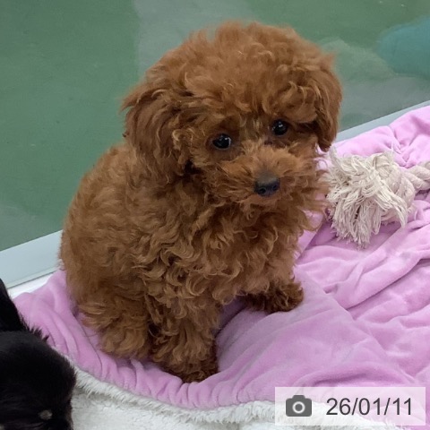 埼玉県のトイプードル(トイ) (ペットプラス 上尾店/2025年10月19日生まれ/女の子/レッド)の子犬の3枚目の画像