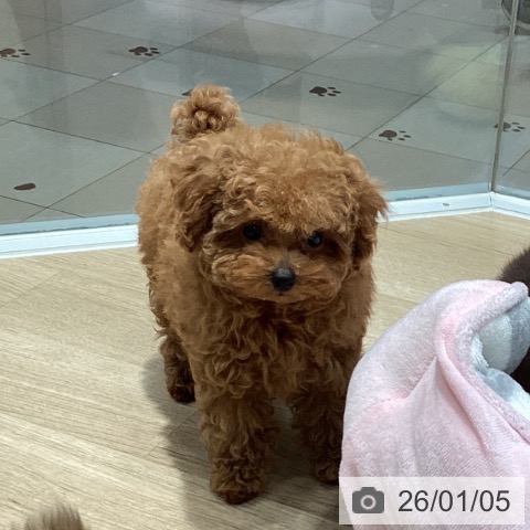 埼玉県のトイプードル(トイ) (ペットプラス ピオニウォーク東松山店/2025年10月19日生まれ/女の子/レッド)の子犬の3枚目の画像