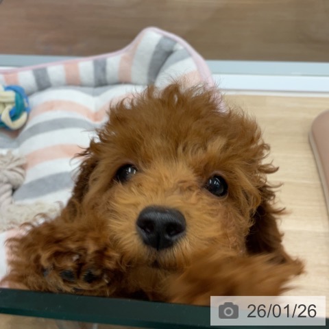 神奈川県のトイプードル(トイ) (ペットプラス 天王町店/2025年10月23日生まれ/男の子/レッド)の子犬の4枚目の画像