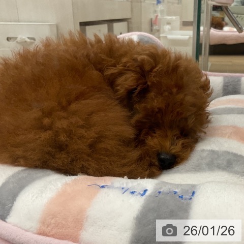 神奈川県のトイプードル(トイ) (ペットプラス 天王町店/2025年10月23日生まれ/男の子/レッド)の子犬の3枚目の画像