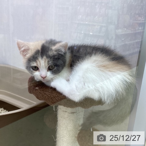 香川県のブリティッシュショートヘアー (ペットプラス 高松店/2025年10月24日生まれ/女の子/ダイリュートキャリコ)の子猫の3枚目の画像