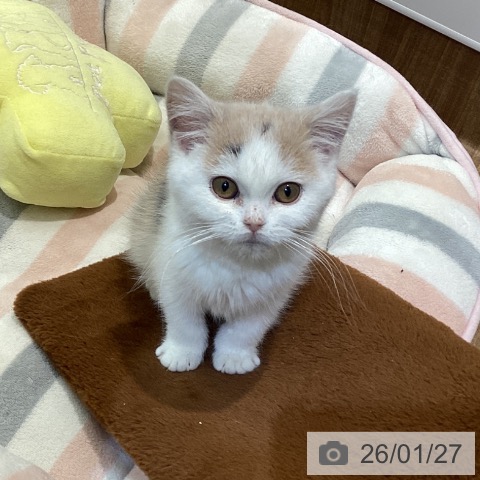 鳥取県のブリティッシュショートヘアー (ペッツワン 日吉津店/2025年10月24日生まれ/女の子/ダイリュートキャリコ)の子猫の4枚目の画像