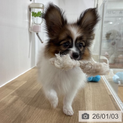 埼玉県のパピヨン (ペットプラス 所沢店/2025年10月13日生まれ/男の子/ホワイトレッド)の子犬の4枚目の画像