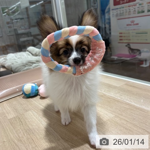 パピヨンの写真